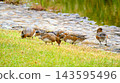 Eurasian Wigeons Gathering 143595496