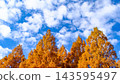 Metasequoia with autumn leaves 143595497