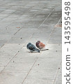 Two pigeons 143595498