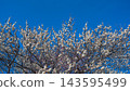 Plum blossom  143595499