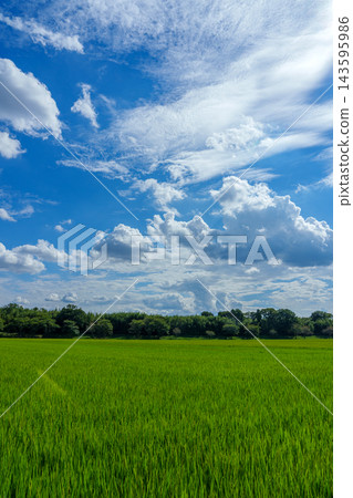 畫面留白,展現八月收割季節臨近時,夏日天空下的稻田。 畫面留白,展現八月收割季節臨近時,夏日天空下的稻田。 143595986