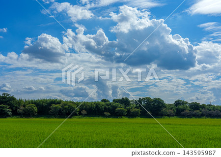 畫面留白,展現八月收割季節臨近時,夏日天空下的稻田。 畫面留白,展現八月收割季節臨近時,夏日天空下的稻田。 143595987