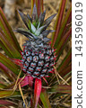 Close-up of a vibrant young, unripe pineapple fruit still attached to its tropical plant. Features beautiful blue-gray tones, vivid red spiky accents, and lush green and red leaves in natural light. 143596019