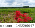 A rural Japanese landscape in autumn, with spider lilies in bloom. 143596047