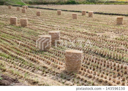 Rice straw rolls lined up in a rice paddy after harvest Rice straw rolls lined up in a rice paddy after harvest 143596130