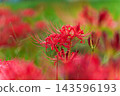 The image of bright red spider lilies and autumn in Japan 143596193