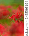 The image of bright red spider lilies and autumn in Japan 143596194