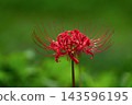 The image of bright red spider lilies and autumn in Japan 143596195