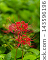 The image of bright red spider lilies and autumn in Japan 143596196