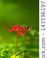 The image of bright red spider lilies and autumn in Japan 143596197
