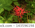 The image of bright red spider lilies and autumn in Japan 143596198