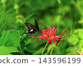 The image of bright red spider lilies and autumn in Japan 143596199