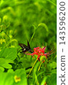 The image of bright red spider lilies and autumn in Japan 143596200