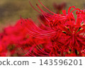 The image of bright red spider lilies and autumn in Japan 143596201