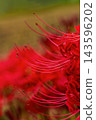 The image of bright red spider lilies and autumn in Japan 143596202