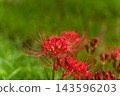 The image of bright red spider lilies and autumn in Japan 143596203