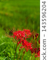 The image of bright red spider lilies and autumn in Japan 143596204