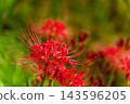 The image of bright red spider lilies and autumn in Japan 143596205