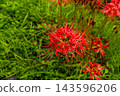 The image of bright red spider lilies and autumn in Japan 143596206