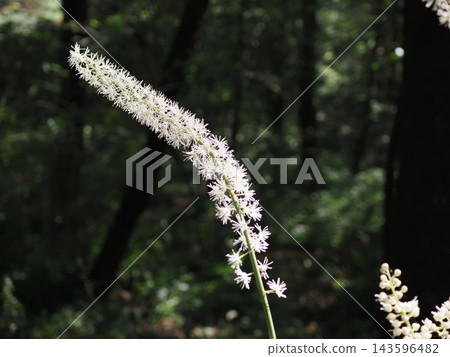 森林中的Cimicifuga simplex (20261007130516) 143596482