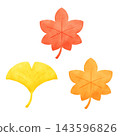 A set of hand-drawn style illustrations of autumn leaves and ginkgo leaves. 143596826