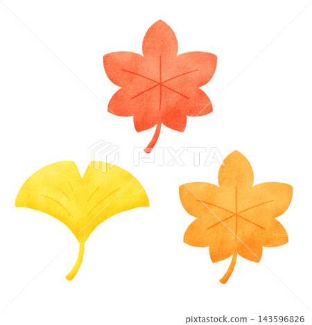 A set of hand-drawn style illustrations of autumn leaves and ginkgo leaves. A set of hand-drawn style illustrations of autumn leaves and ginkgo leaves. 143596826
