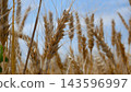 Golden Ripe Wheat Ears in a Field Against a Clear Blue Sky 143596997
