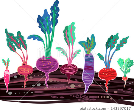 Root vegetables growing in layered soil 143597017