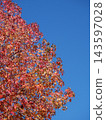 Autumn leaves shining in the blue sky 143597028