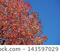 Autumn leaves shining in the blue sky 143597029