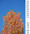 Autumn leaves shining in the blue sky 143597030