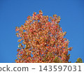 Autumn leaves shining in the blue sky 143597031