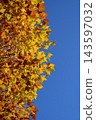 Autumn leaves shining in the blue sky 143597032