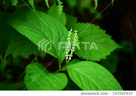 雙花金盞花悄悄綻放 143597037