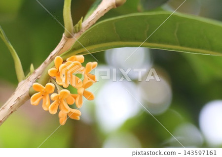 Small orange flowers of the Osmanthus fragrans Small orange flowers of the Osmanthus fragrans 143597161