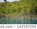 北海道美瑛藍色池塘 143597209