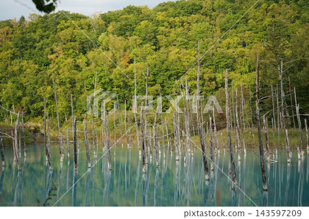 北海道美瑛藍色池塘 143597209