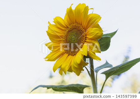 beautiful sunflower in the field beautiful sunflower in the field 143597399