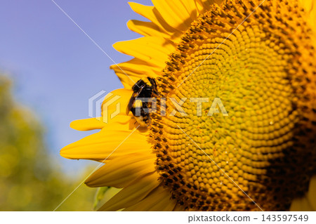 beautiful sunflower in the field beautiful sunflower in the field 143597549