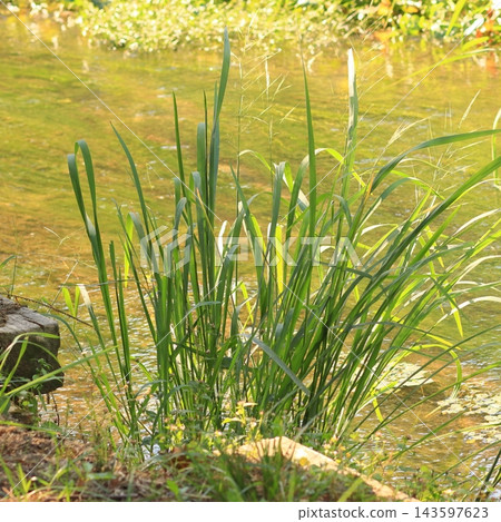 Green Grasses Growing Along a Shallow Stream in Warm Autumn Light Green Grasses Growing Along a Shallow Stream in Warm Autumn Light 143597623