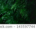兵庫縣，一片正在下雨的森林。 143597744