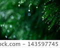 兵庫縣，一片正在下雨的森林。 143597745