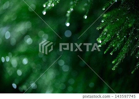 兵庫縣,一片正在下雨的森林。 兵庫縣,一片正在下雨的森林。 143597745