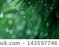兵庫縣，一片正在下雨的森林。 143597746