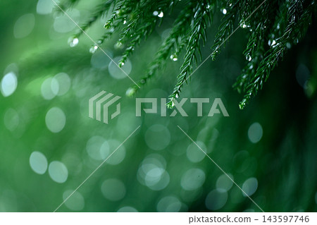 Hyogo Prefecture, a forest where it is raining. Hyogo Prefecture, a forest where it is raining. 143597746