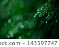 兵庫縣，一片正在下雨的森林。 143597747