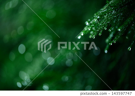 Hyogo Prefecture, a forest where it is raining. Hyogo Prefecture, a forest where it is raining. 143597747