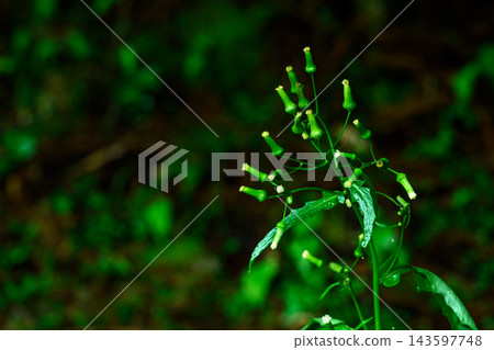 Hyogo Prefecture: Flowers before they bloom Hyogo Prefecture: Flowers before they bloom 143597748