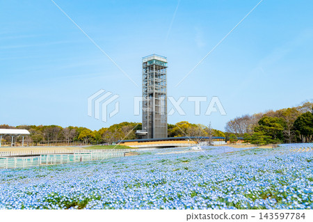 濱松市，濱名湖花園公園，粉蝶花田 143597784