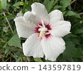 花 143597819